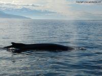 whalewatchingiceland10.JPG