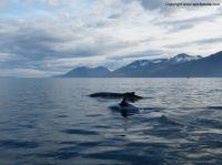 whalewatchingiceland13.JPG