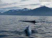 whalewatchingiceland14.JPG