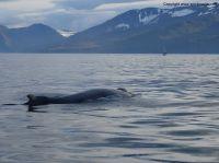 whalewatchingiceland16.JPG