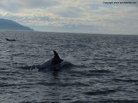 whalewatchingiceland3.JPG