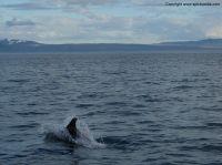 whalewatchingiceland4.JPG