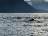 whalewatchingiceland5.JPG