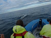 whalewatchingiceland6.JPG