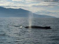 whalewatchingiceland7.JPG