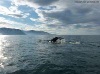 whalewatchingiceland8.JPG