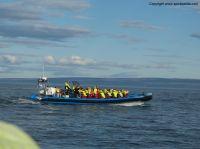 whalewatchingiceland9.JPG