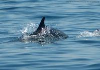 whale_dolphin_spickipedia.jpg